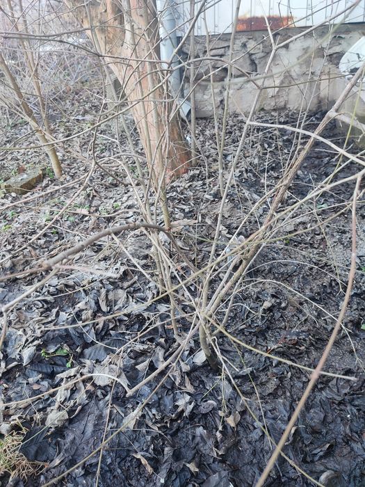 Продам саджанці кизилу крупного та йошти