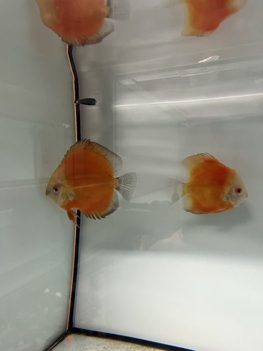Discus size 8-12