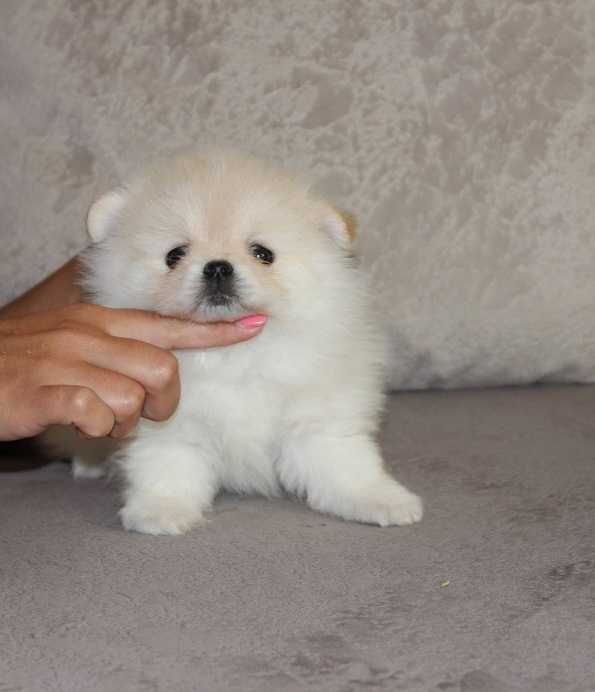 Дівчата Померанського Шпіца 3 місяці.