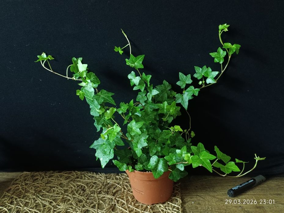 хедера-плющ кімнатний.