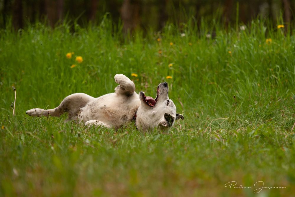 Nord - ten świetny pies czeka na Ciebie...
