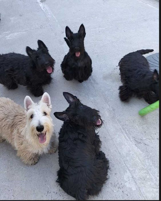 Цуценята шотландського тер'єра