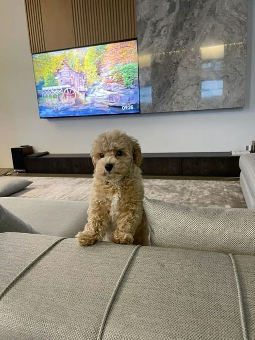 Мальтипу — ніжність і комфорт у кожному дні