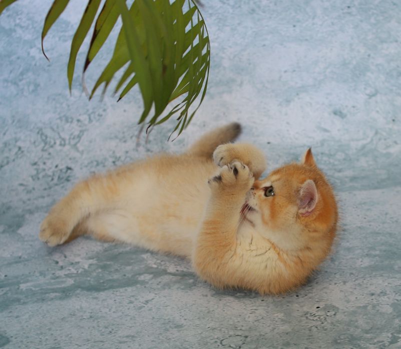 Кошеня золота шиншила