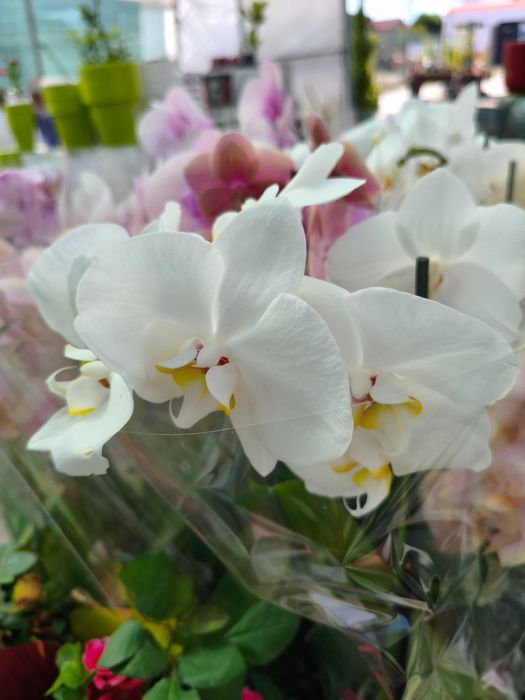 Orquídea Phalaenopsis - planta em vaso