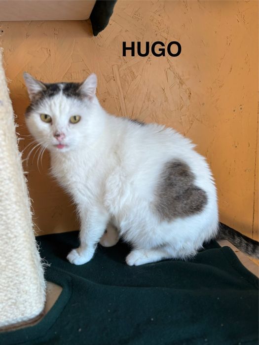HUGO król kanapy