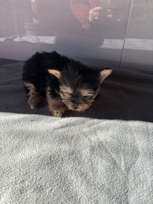 Morkie macho de pelo comprido