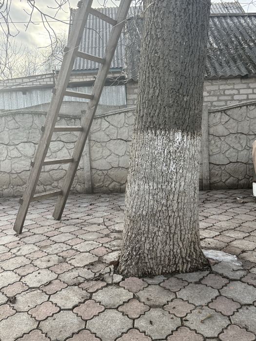 Продам горіхове дерево( дрова)