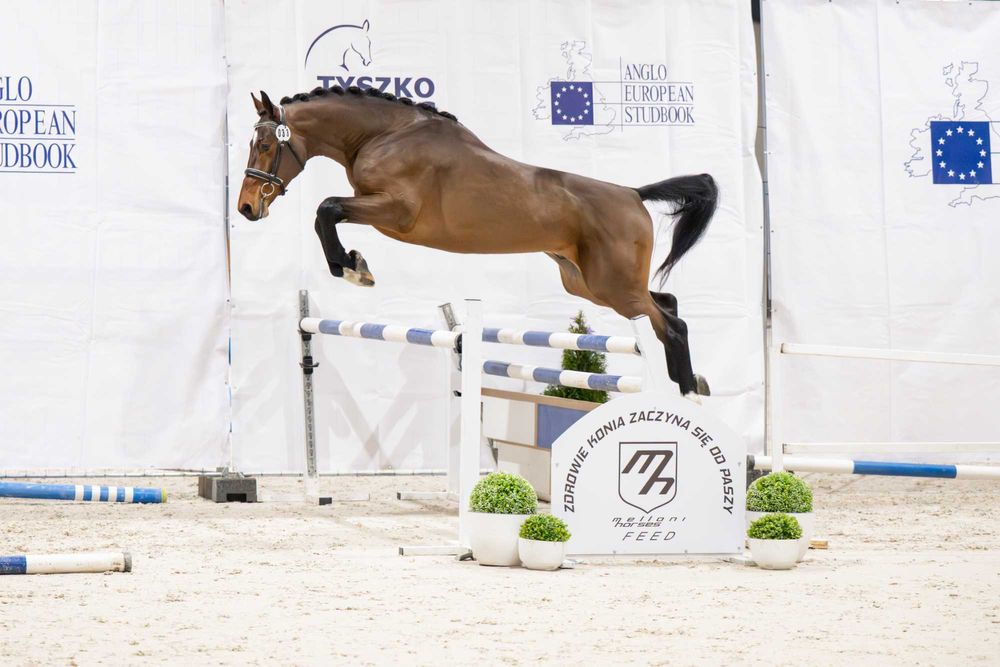 Ogier z licencją do sportu