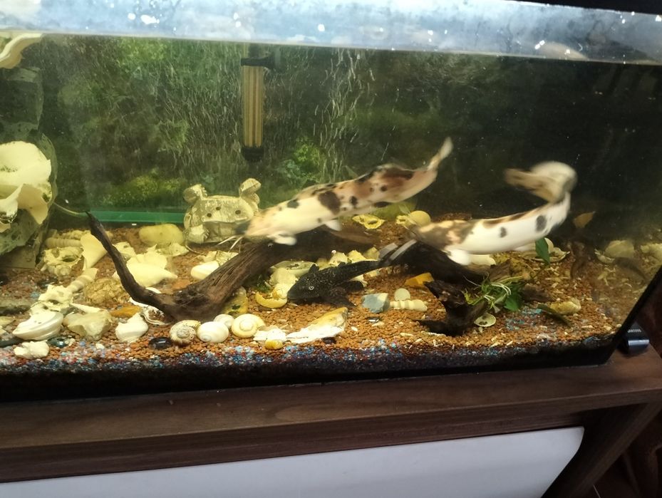 Rybki do akwarium zamienię sprzedam