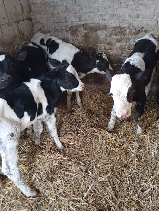 Jałóweczki mleczne 4 sztuki