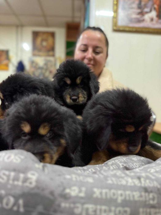 Щенки Тибетского мастифа (Девочки) из питомника