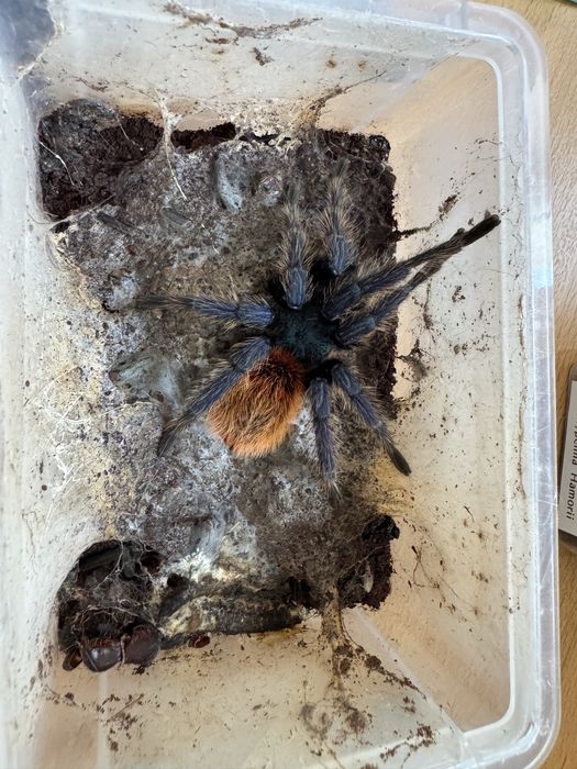 Samiec chromatpolma cyanopubenscens