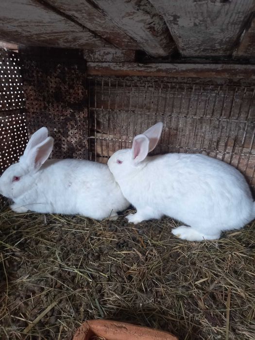 Кроля породи термонська біла