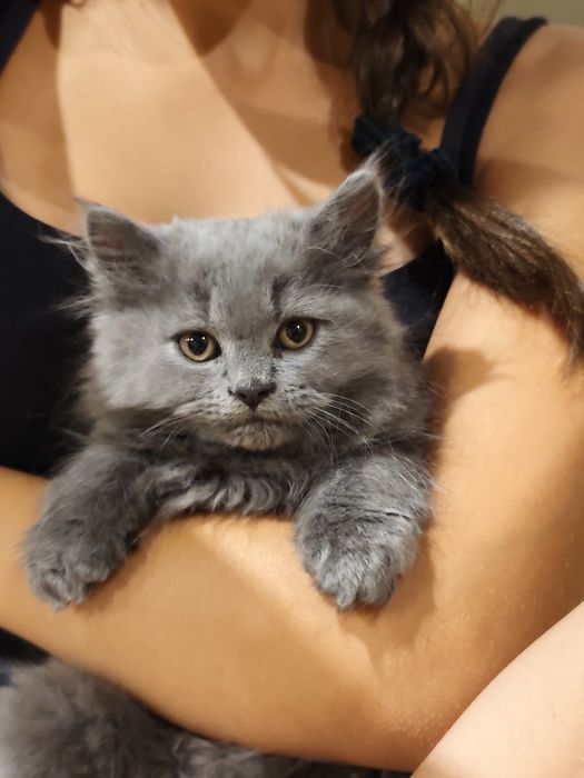 GATINHO Persa fabuloso