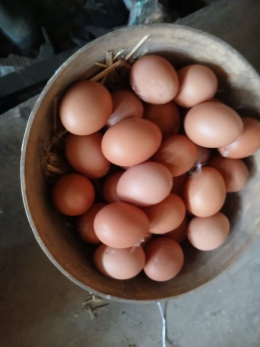 Ovos caseiros  dúzias