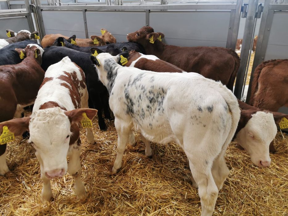 Jałówki 60-90kg POLSKIE Pniewy duży wybór