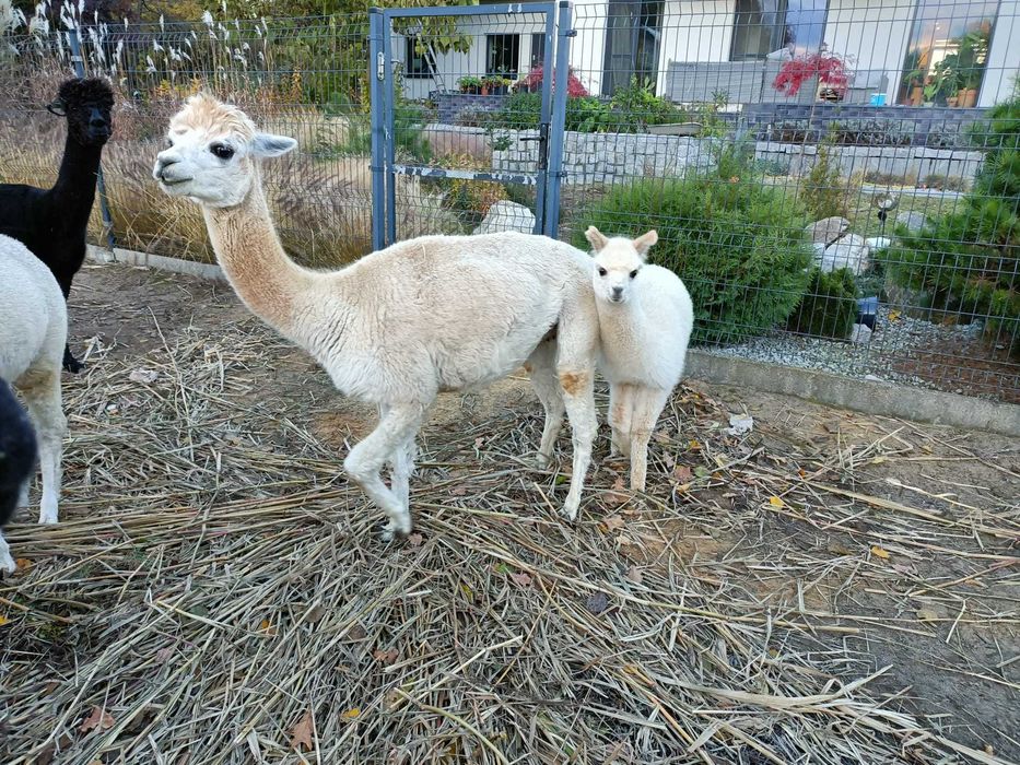 alpaka samica + córka + rodowód w KH