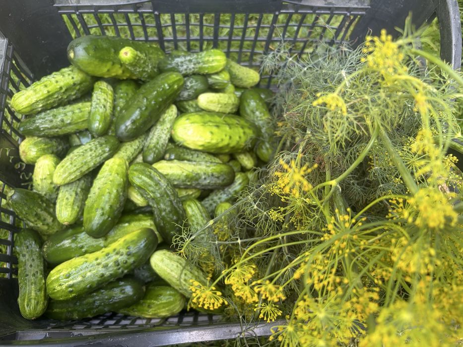 Ogórki gruntowe z przydomowego ogrodu