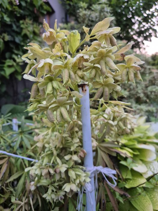 Ciemienik sadzonki 15cm 2x,