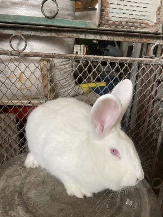 Кролі кролики термонці термонська біла