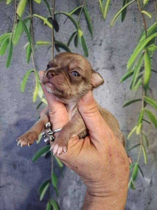 Cudowny piesek Chihuahua liliowy z białym znaczeniem. Rodowód 4 pokolenia. Ojciec Zkwp Fci