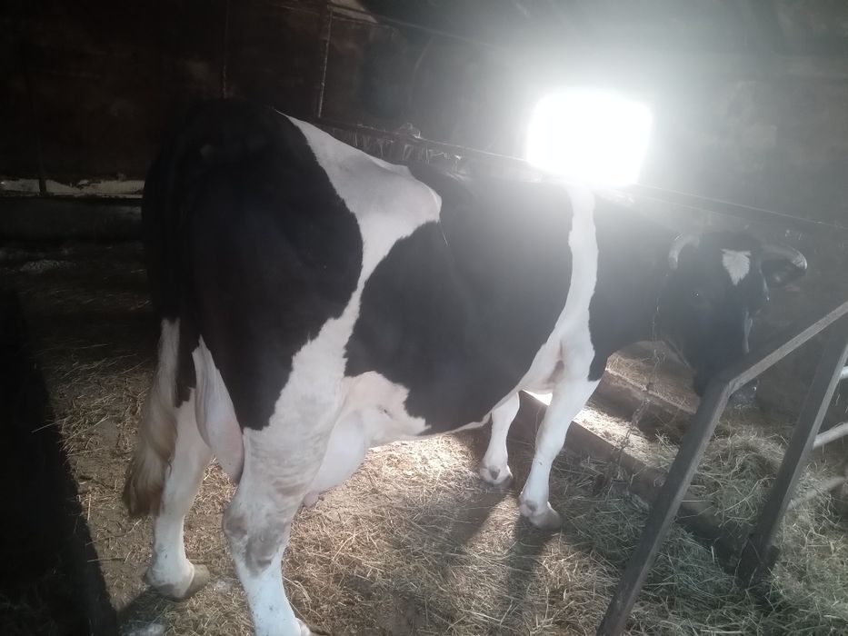 Продам добру корову