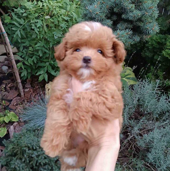 VIP малышка ПомаПу в ярком красном с белом окрасе. Киев, Теремки