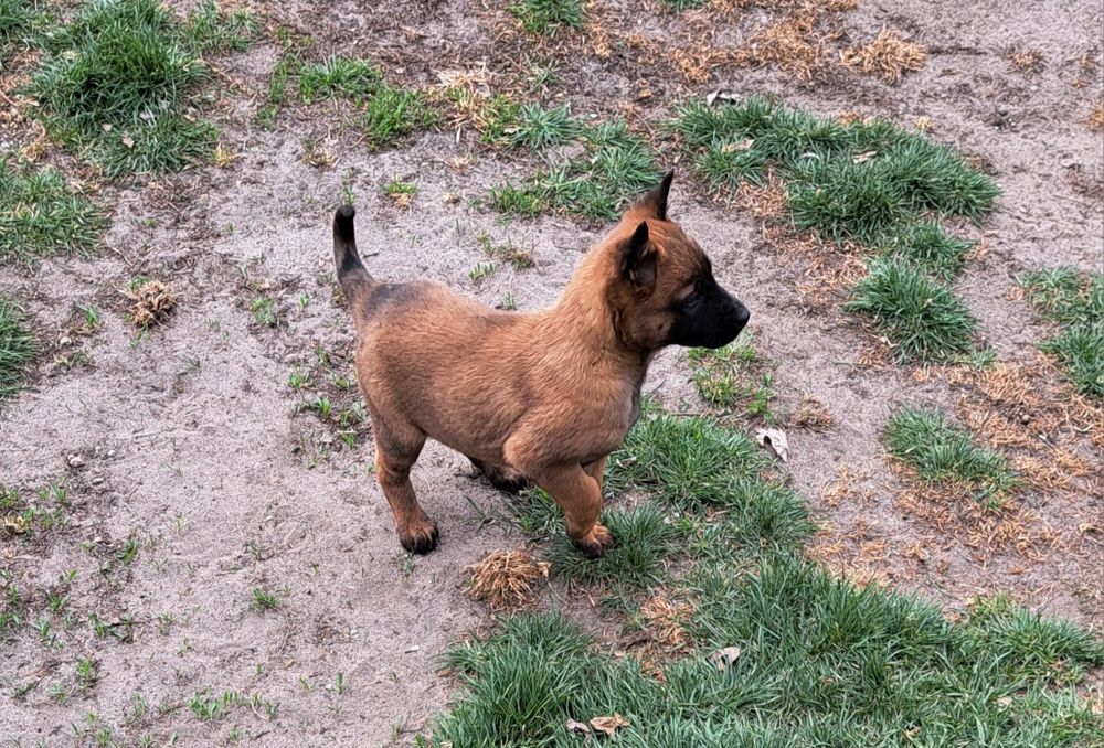 Owczarek belgijski Malinois - suczka gotowa do odbioru