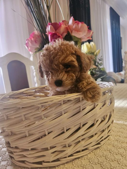 Супер міні Мальтипу ВИГІДНО‼️Мальтипу маленький Мальтипу мини f1