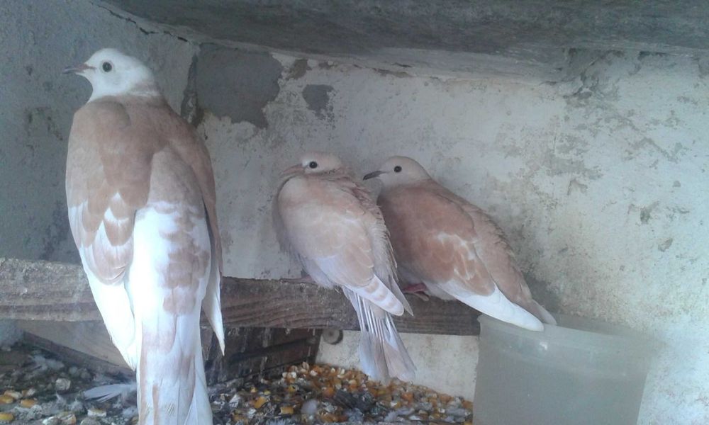 vendo ou troco rolas desta raça por rolas de outras cores.