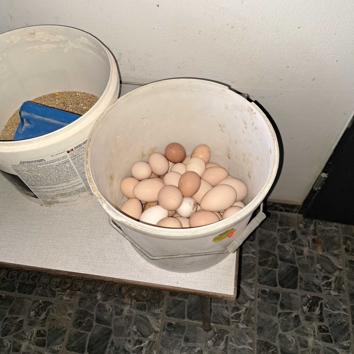 Jajka z wolnego wybiegu