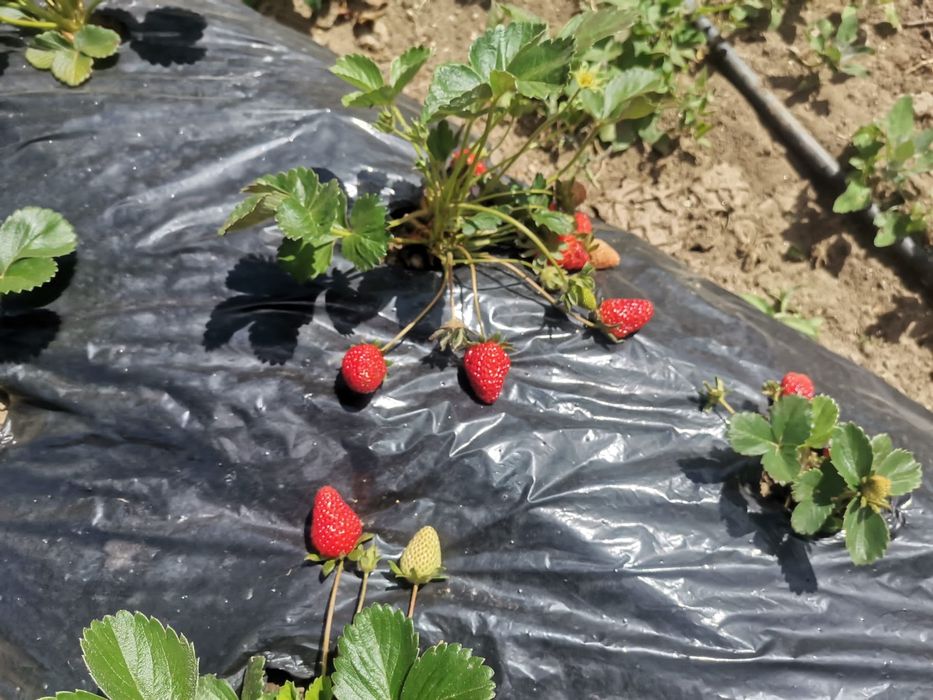 Vende-se pés de morango