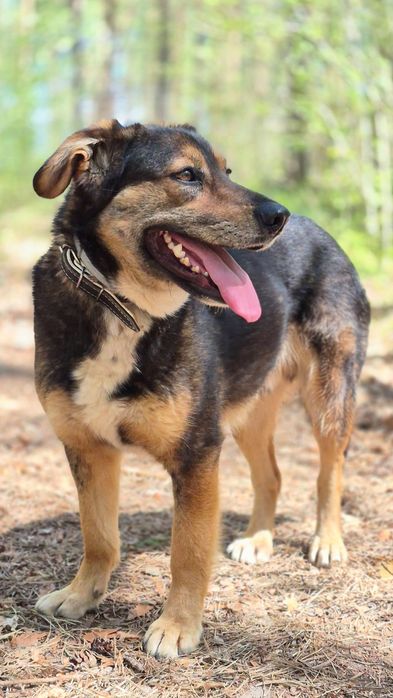 Fred - Delikatny piesek szuka domu  / do adopcji