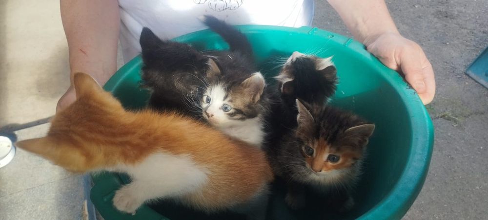 Віддам у добрі руки кошенят