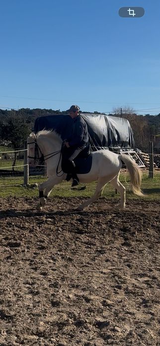 Cavalo Isabel montado e engatado