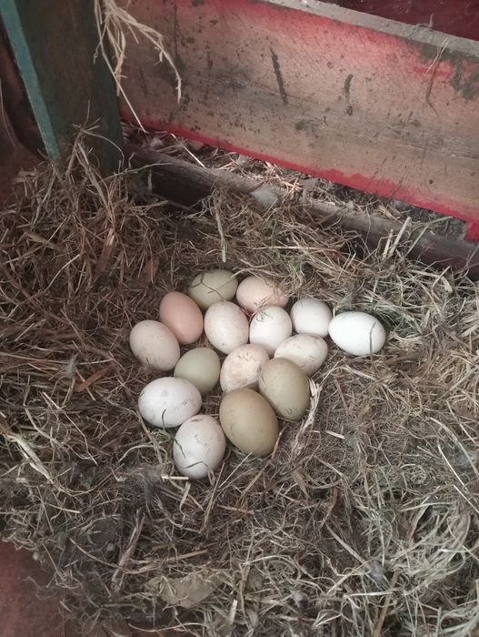 Vendo ovos 8 euros cartela com 30 ovos.