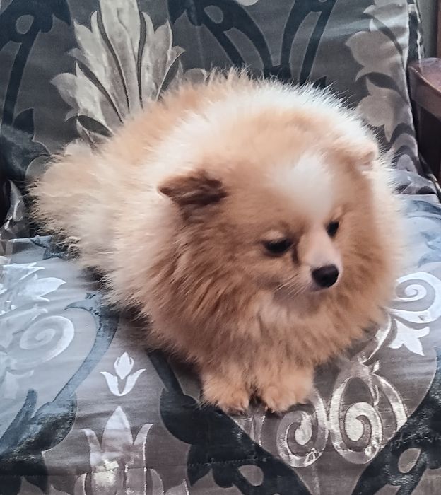 Доросла дівчинка шпиця шукає господарівз