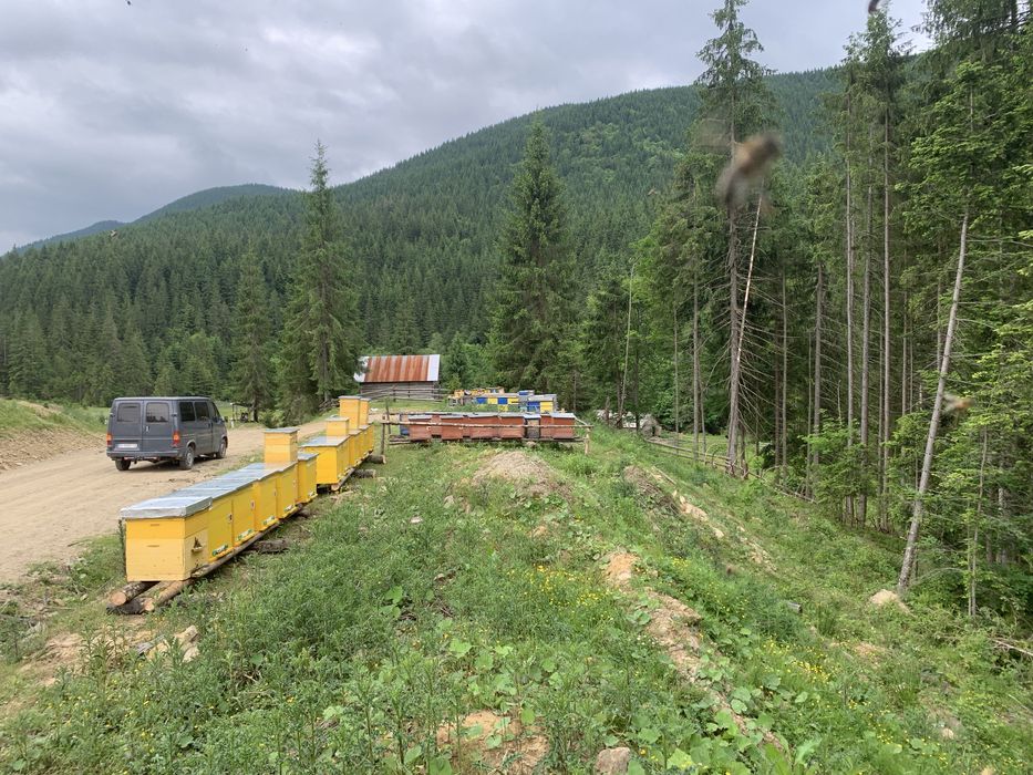 Гірський Мед з малини та ожини,соти