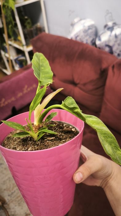 Philodendron Ring Of Fire