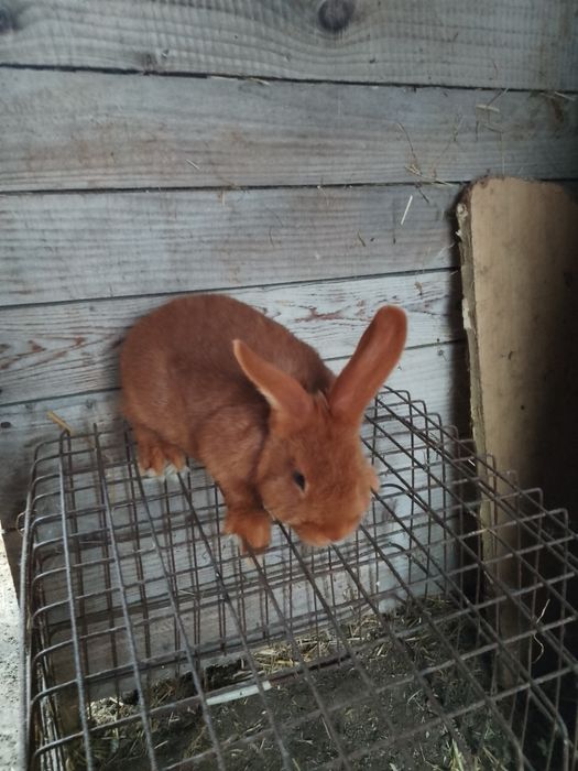 Króliki nowozelandzkie czerwone
