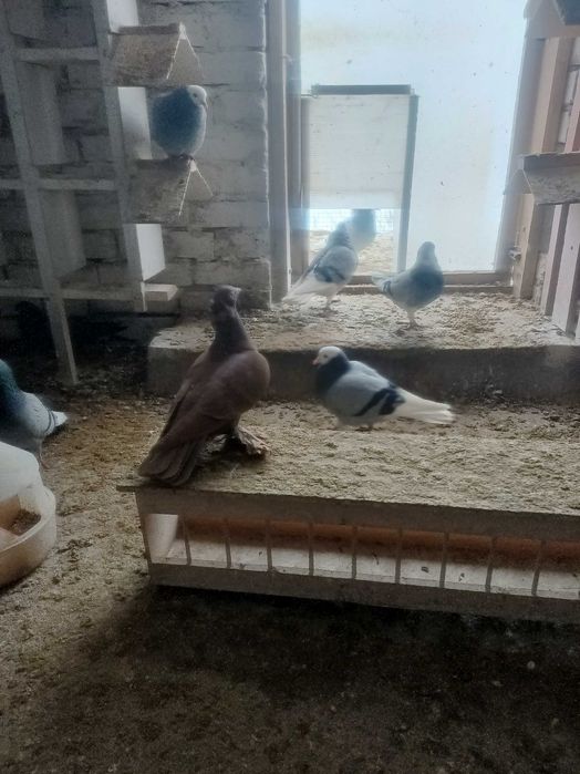 Gołębie wywrotki wschodniopruskie