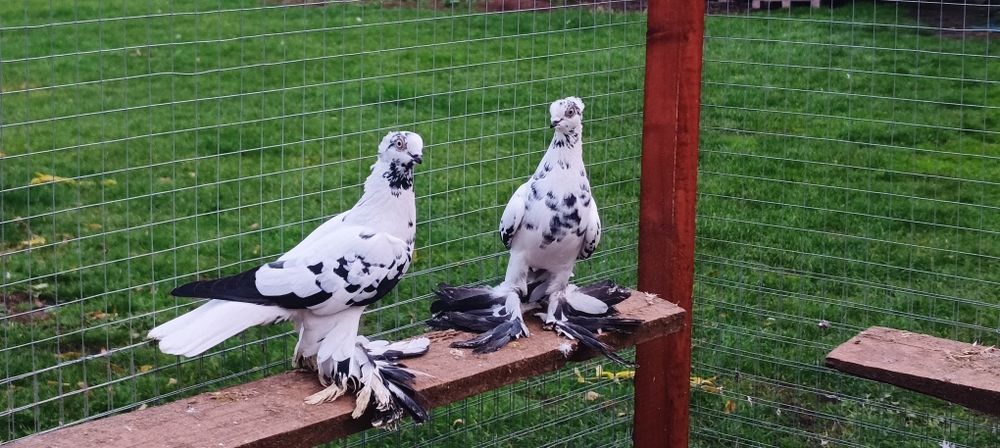 Gołębie z lotu. Berliny koroniate kosmate. Widyny