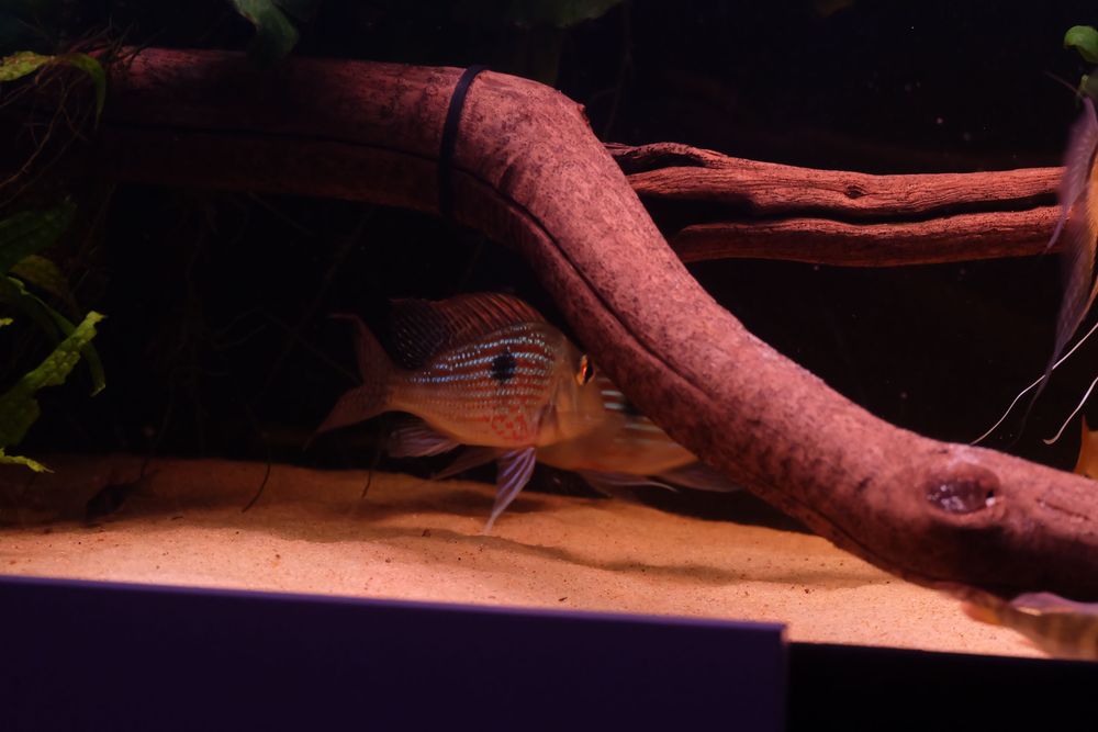 Geophagus sveni casal