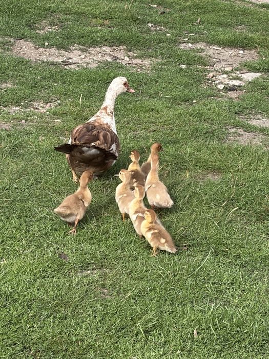 Sprzedam kaczki biegusy francuskie i call duck