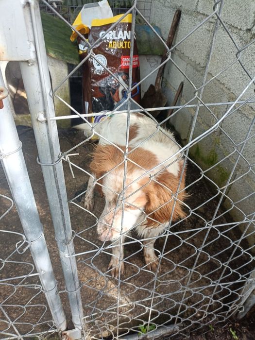 Cão de caça para venda