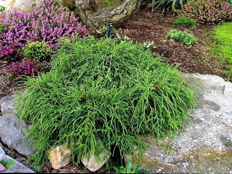 Cyprys Cyprysik Groszkowy Filifera