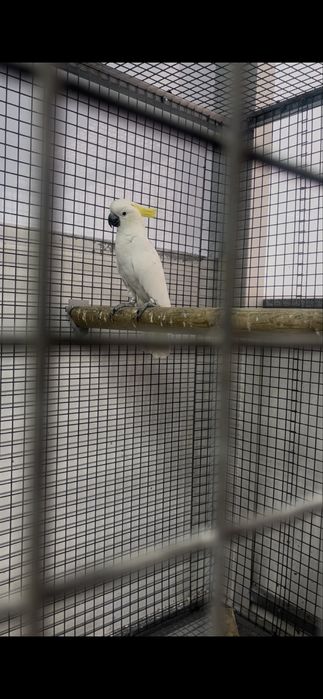 Catatua galerita macho