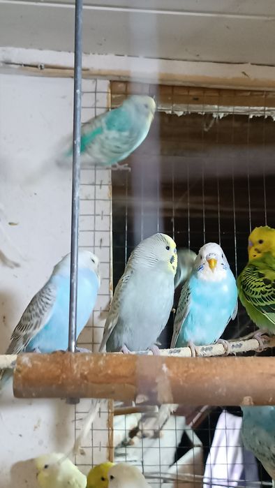 Papugi Faliste cena 35  zł