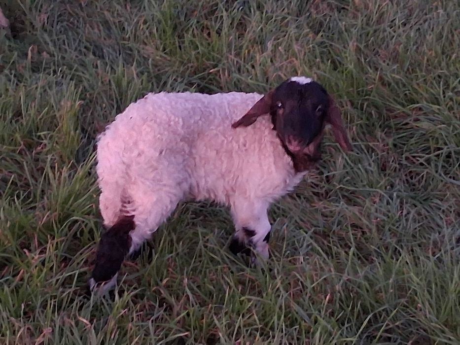 Carneiro Awassi assaf cor excepcional